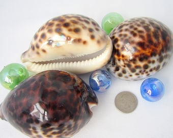 Tiger Cowrie Seashell, 3PC Beach Decor Large Spotted Tiger Cowrie Shell, Coastal Large Bulk Brown Spotted Shell, Large Craft Shell, 3", 3PC