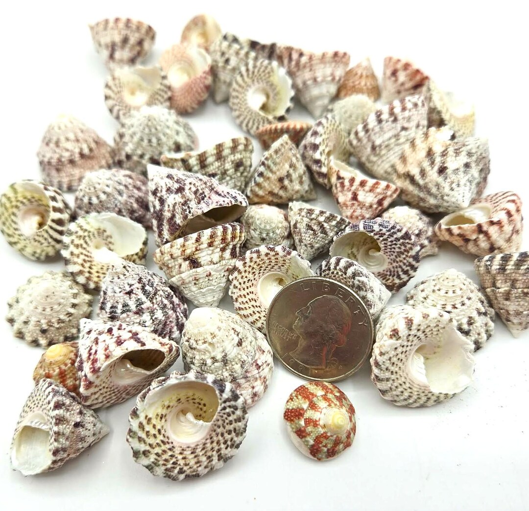 100PC Red Striped Pyramid Seashells: Small Colored Trochus Beach ...