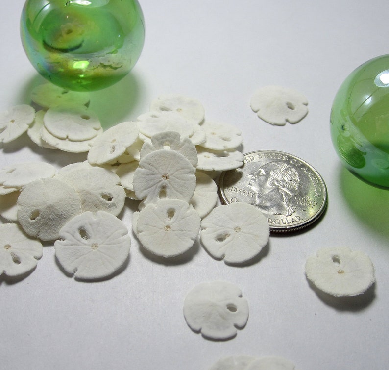 Tiny Sand Dollars, 24PC Very Small Sand Dollars, Beach Jewelry Making Tiny White Shells, Extra Tiny Craft Sand Dollars, .5, 24 PC image 2