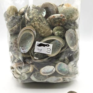 Pearl Abalone Shells: Iridescent Coastal Nautical Seashells for Beach Decor, Jewelry Crafts