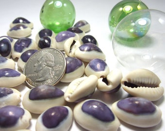 Purple Cowrie Seashells, 12PC Coastal Small Purple Shells, Beach Decor Tiny Purple Cowrie Shells, Bulk Purple Jewelry or Craft Shells, 12PC