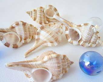 6PC Murex Shell, Beach Decor Snipes Bill Murex Seashells, Coastal Nautical Brown & White Striped Seashells, Bulk Craft Shells, 2.5-3in, 6PC