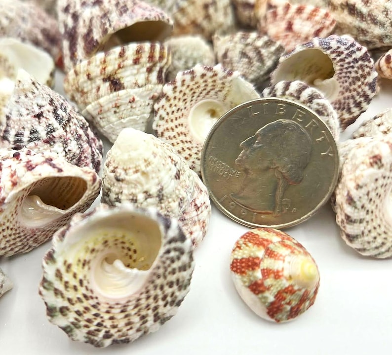 100PC Red Striped Pyramid Seashells: Small Colored Trochus Beach ...