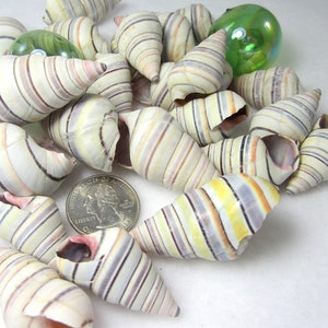 May include: A collection of small, striped seashells in shades of white, brown, pink, and yellow. The shells are arranged in a pile on a white surface.