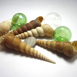 5PC Brown Turritella Shells, Beach Decor Nautical Turritella Spiral Shells, Coastal Decor Long Spiral Seashells, Ornament Making Shells, 5PC