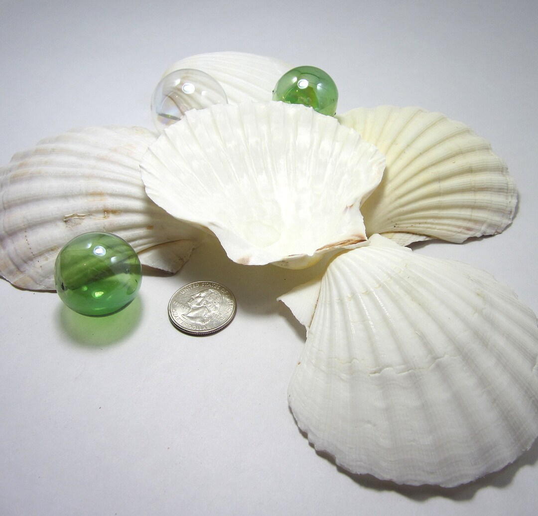 6 Large White Scallop Shells: Irish Baking Seashells, Beach Wedding ...