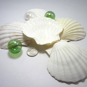 6PC WHITE Scallop Shells, Large Irish Baking Scallops, XL Pectin Scallop Craft Seashell, Craft Scallop Shells, Bulk Large White Shells, 6PC