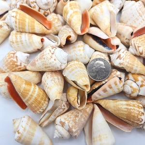 May include: A collection of various seashells, showcasing a range of sizes and shapes. The shells display a mix of beige, brown, and orange hues, with intricate patterns and textures. A US quarter is included for size reference. Ideal for beach-themed decor or crafts.