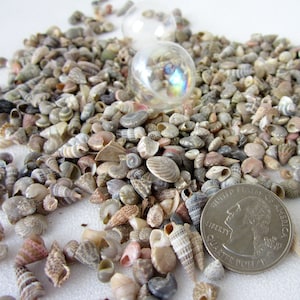 May include: A large collection of small, assorted seashells in various shades of brown, white, and gray. The shells are scattered on a white surface, with a US quarter for scale.