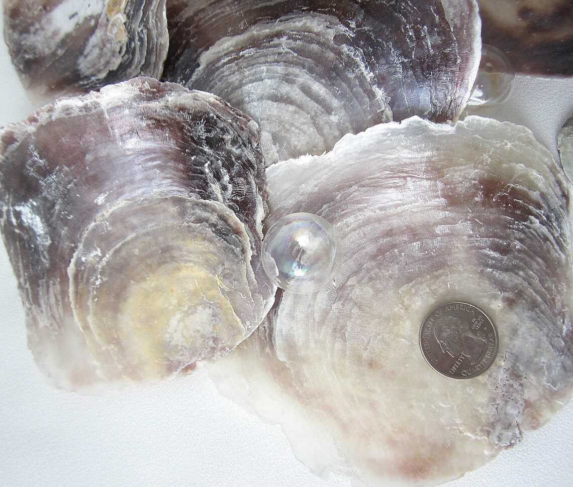 12 PC Placuna Oysters Saddle Oyster Shells Windowpane Etsy