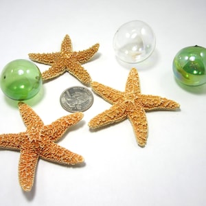 12PC Beach Decor Sugar Starfish, Nautical Coastal Decor Brown Starfish, Tan Orange Sugar Starfish, Unique Starfish, Craft Starfish, 3 Sizes