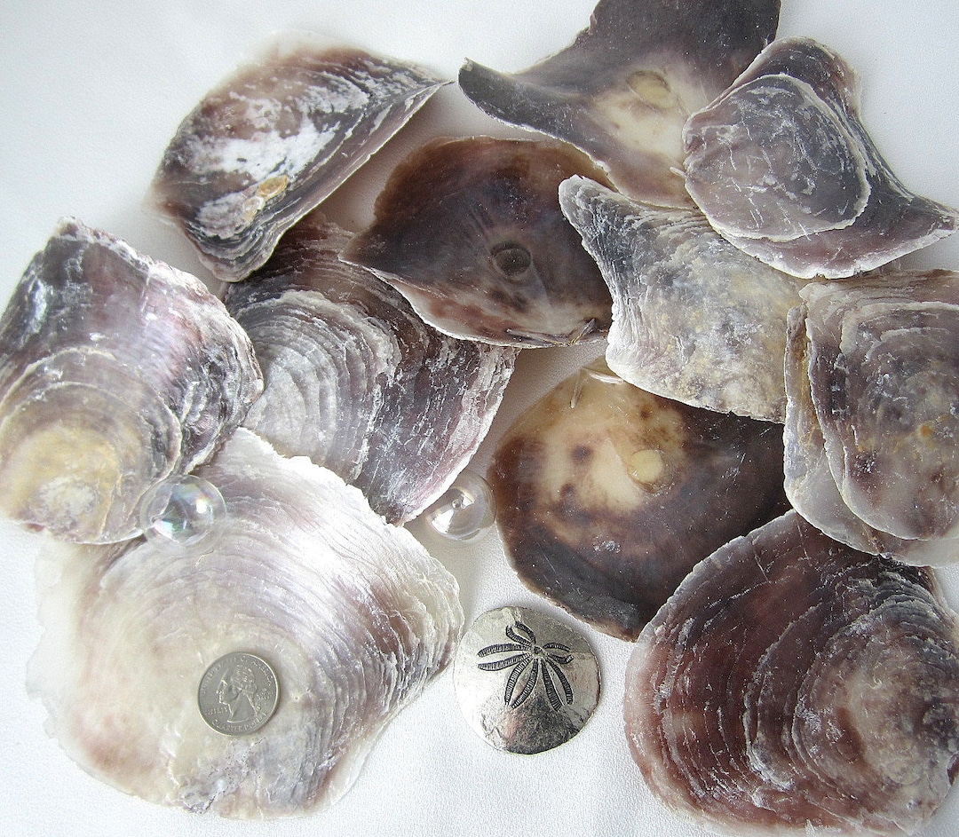 12PC Placuna Saddle Oyster Shell, Placuna Oyster Shells, Windowpane ...
