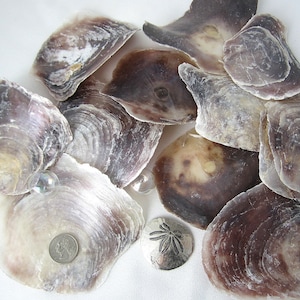 Raw Edge Capiz Shell Rounds Window Pane Flat Oyster Shells Coastal Home  Decor Shell Art Crafts Display Supplies Windchime Chimes Placecard 