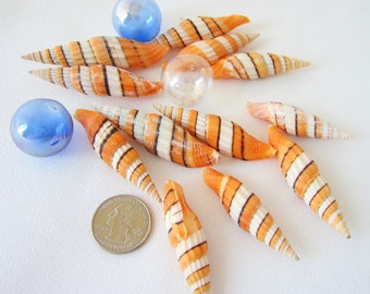 3PC Orange Mitra Seashells, Mitra Taeniatum Shells, Beach Nautical Decor Orange Striped Collector Shells, Orange Specimen Shell, 3PC