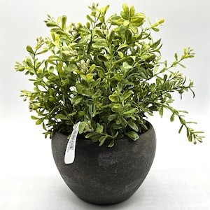 May include: A small, artificial plant with vibrant green leaves and small white buds. The plant is potted in a dark gray, textured ceramic pot. The overall appearance is fresh and natural, suitable for home decor.