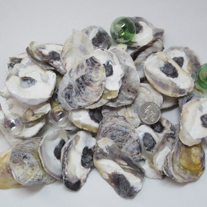 May include: A pile of oyster shells with a white, gray, and black color scheme. The shells are arranged in a random pattern and some are stacked on top of each other. There are also a few small glass beads scattered around the shells.