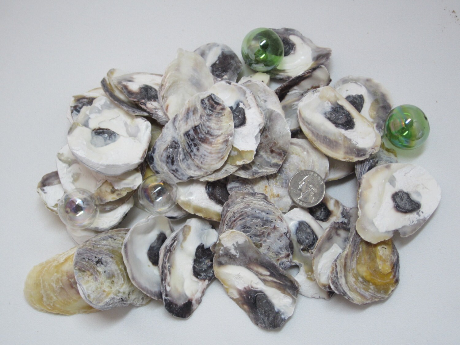 K8.0+OysterShell+ Sea Milk (Sサイズ) k8.0 ショルダーバッグ Oystershell S - メルカリ