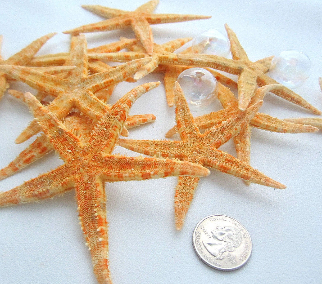  Starfish Decor - 2 Pack Large Star Fish 4-5 Inch - Starfish for  Crafts - White Starfish Wall Décor - Beach Wedding Starfish - Beach  Starfish Décor - Star Fish Decorations - Shells for Decoration : Home &  Kitchen
