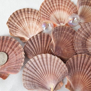  Miraclekoo 8 Pcs Large Scallop Shells for Crafts,4-5