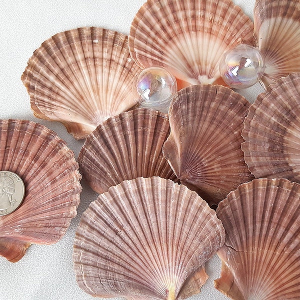 Flat Scallop Seashells, 6PC Large Pink Scallop Shells, Large Mexican Flat Scallops, Bulk Pink Shells, Large Flat Pink Shells, 6 PC
