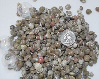 Bulk TINY Seashells, 8OZ SMALL Natural Umbonium Seashells, Beach Coastal Bulk Kids Craft Shells, Tiny SMALL Craft Shells, 8OZ