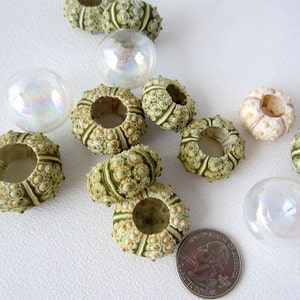 12PC Tiny Sea Urchins, Small Green Sea Urchins, Beach Decor Unique Seashells & Urchins, Specialty Seashells, Craft Tiny Green Seashells,12PC