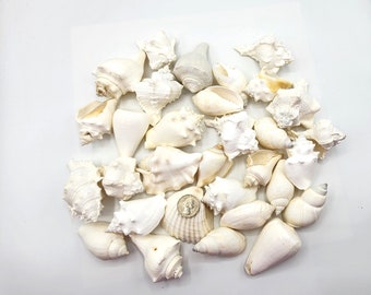 White Shell Assortment, 30PC Large White Seashells, Nautical Beach Shell Decor, WHITE Assorted Wedding Shells, Bulk White Craft Shells, 30PC