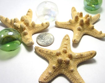 Large Brown Knobby Starfish, 3PC Beach Decor Brown Tan Starfish, Unique Nautical Coastal Decor LARGE Brown Chunky Starfish, 3-4",  3PC