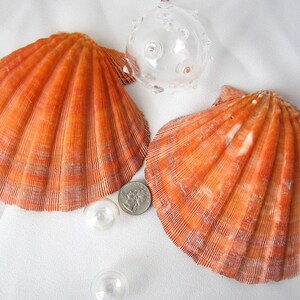 CROSSBODY 14 Pcs 4-5 inch Scallop Shells,Sea Shell for Crafts Decoration  Crafting，Beach White Large Small Bulk Seashells for Kids Crafting,Craft  Clam
