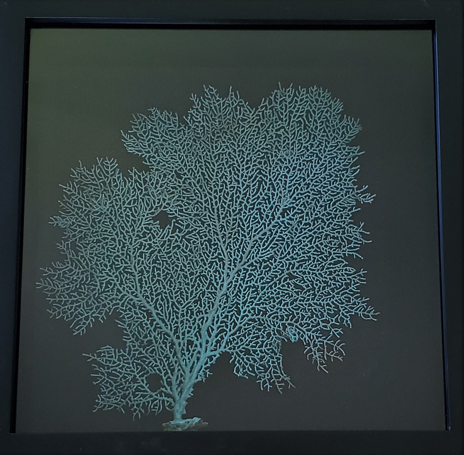 Beach Decor Sea Fan Shadow Box Coastal Decor Coral Shadow Etsy