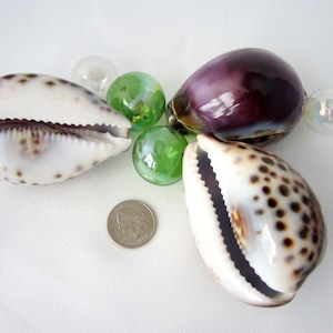 3PC XL Cowrie Seashells, 3PC Tiger Cowrie Shells, Beach Decor Craft Cowrie Shells, Nautical Coastal Specimen Seashells, 3&quot;, 2PC BROWN