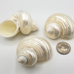 3PC Pearl Turbo Hermit Crab Shells, GORGEOUS Beach Decor LARGE Pearl Turban Seashells, White Pearl Turbo Beach Wedding Shells, 3PC, 2&quot;