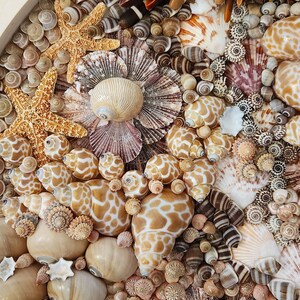 Seashell Wall Art, Beach Decor Coastal Decor Seashell Wall Hanging, Round Seashell Mosaic Beach Coastal Gift Beach Wedding Gift, 16.5 image 5