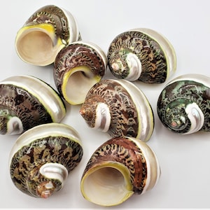 3PC Pearl Hermit Crab Turbo Shells, Polished Green Brown Turban Seashell, Brown Green Turbo Shell, Banded Specimen Turban Shell, 3 PC