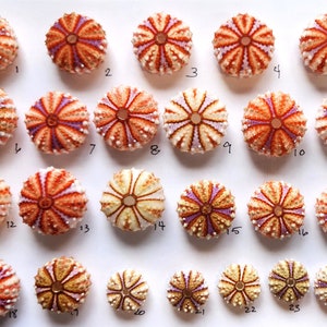 Deep Water Sea Urchins, RARE Beach Decor Nautical Sea Urchin in Natural Bright Colors, Coastal Decor Super RARE Urchin for Collectors, 1PC
