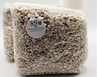 Tiny Ivory Craft Shells, 3.5 POUNDS Bulk Ivory Seashells, Beach Nautical Coastal Decor White Craft Seashells, Tiny Umbonium Shells, 3.5LB