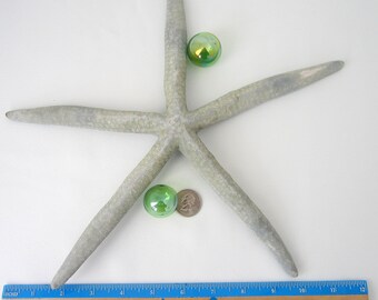 Extra Large Gray Starfish, 3 PIECE XL Blue Gray Finger Starfish, Nautical GIANT Blue Starfish, Coastal Beach Decor Starfish, 8-10", 3PC