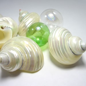3 PC Pearl Turbo Seashells, Beach Decor Med. Pearl Turban Seashells, White Pearl Turbo, Beach Wedding  Hermit Crab Shells, 3 PC, 1.5-1.75&quot;