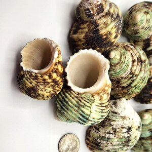 4PC Cheap Green Hermit Crab Seashells, Green Turbo Shell, 