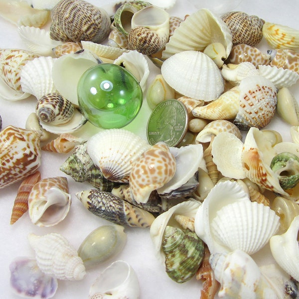 1 GAL Natural Seashell Mix, Medium Shell Mix, Beach Coastal Decor Bulk Craft Seashells for Jewelry, Frames, Ornaments, & Crafts, 1 GAL