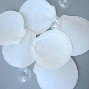 May include: Five white seashells arranged in a cluster on a gray background. The shells are smooth and have a slightly iridescent sheen. There are three iridescent bubbles in the image.
