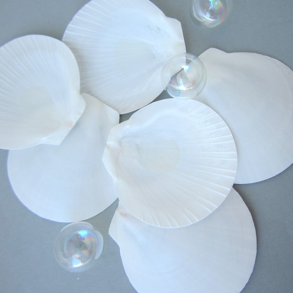 White Sun Moon Seashells, 24 PC Beach Nautical Decor Round White Shells, Flat White THIN Seashells, Bulk Craft Seashells, 24PC, 2 Sizes