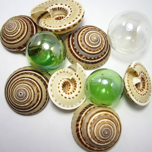 May include: An assortment of seashells and glass spheres. The seashells have a spiral design with brown and cream stripes. Two green glass spheres and one clear glass sphere are also present.