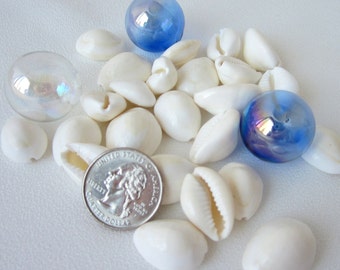 White Cowrie Seashells, 12PC Beach Decor Tiny White Cowrie Shells, Small Craft Shells, White Beach Jewelry Making Shells, .5-1", 12 PC