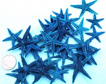 Beach Decor Blue Starfish, 50PC DYED BLUE Nautical Decor Dyed Philippine Flat Indigo Blue Starfish, Blue Craft Starfish, 50 PC, 1-1.5"