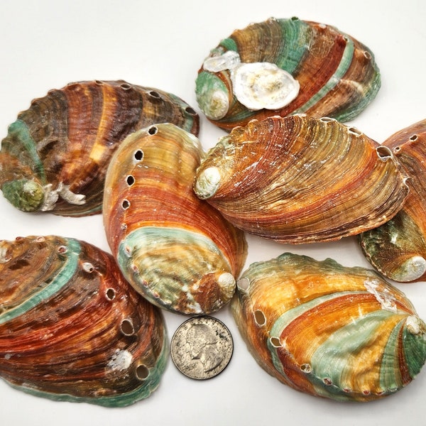 Kamstcha Red Abalone Shell, Nautical Beach Decor Colorful Rare Abalone Shell, Abalone Specimen Shell, Large Abalone Collectors Shell, 3"