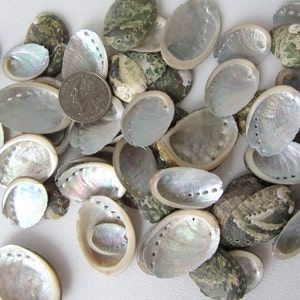 30 PC Pearl Abalone Shells, Nautical Decor Silver Abalone Seashells, Beach Wedding Small Bulk Abalone Shells, Bulk Craft Shells, 30 PC