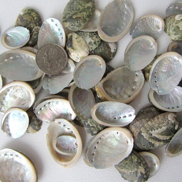 48 PC Pearl Abalone Shells, Nautical Decor Silver Abalone Seashells, Beach Wedding Small Bulk Abalone Shells, Bulk Craft Shells, 48 PC
