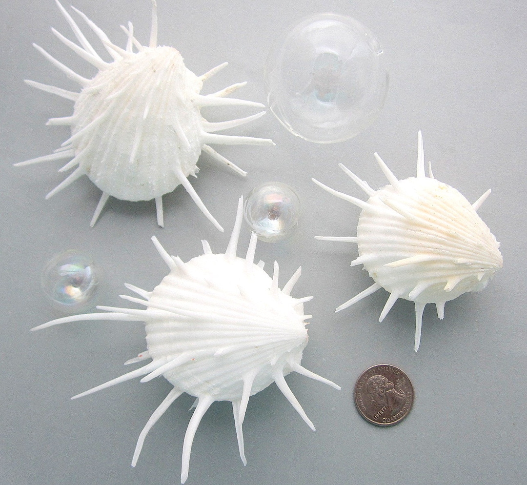 3PC Spiky White Oyster Seashell: Spondylus Imperialis Specimen Shell ...
