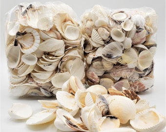 Beach Wedding Shells, 3 POUNDS Bulk Beach Coastal Nautical White / Ivory Scallop Craft Seashell Mix for Beach Weddings or Crafts, 3 POUNDS